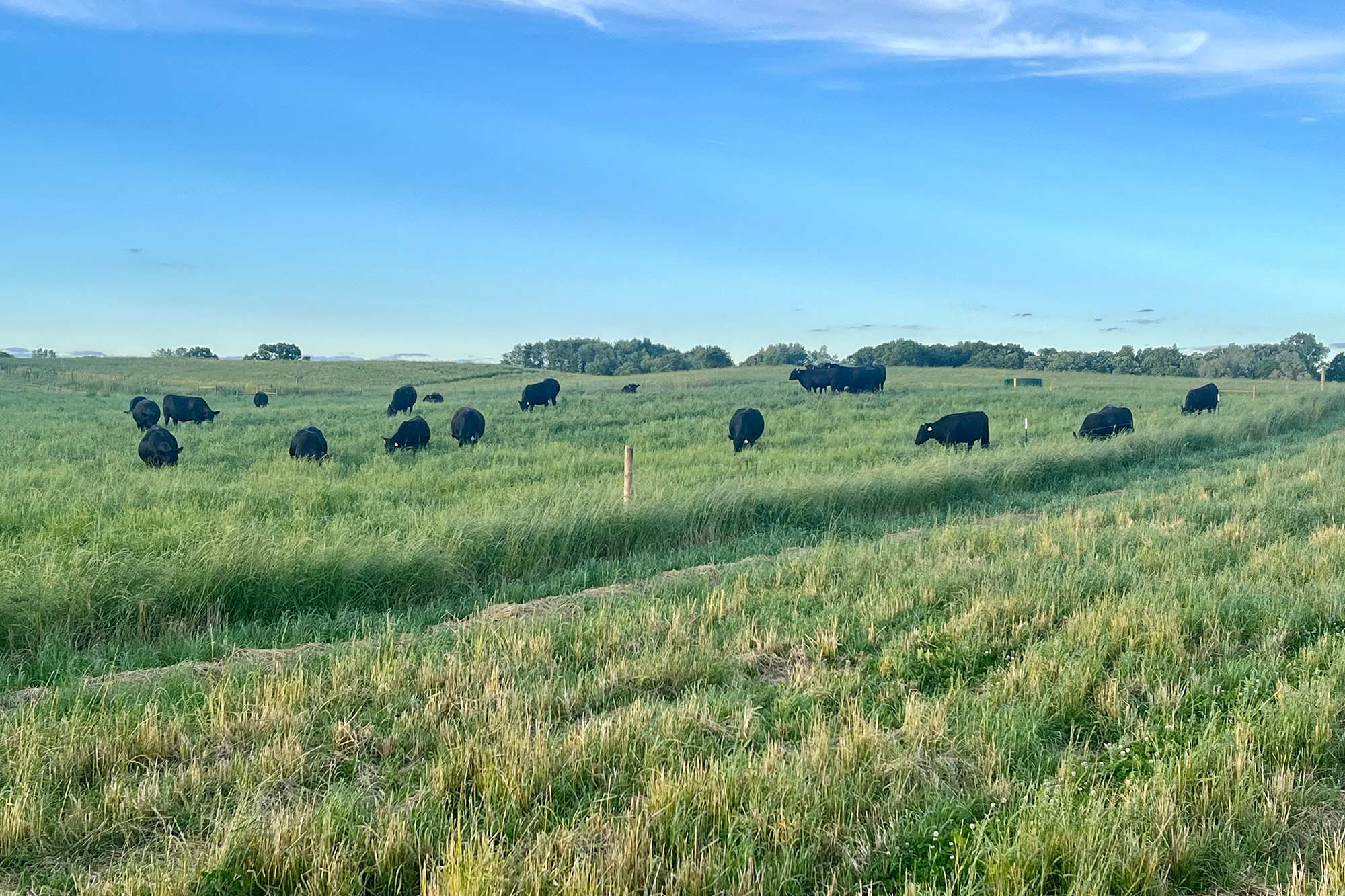 Cows in pasture setting sun